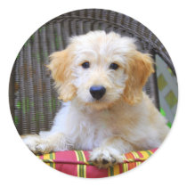 Golden Doodle Puppy Round Sticker