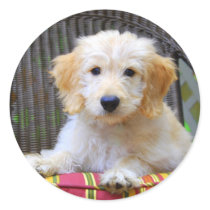 Golden Doodle Puppy Round Stickers