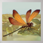 Golden Dragonfly Posters