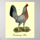 Golden Duckwing Hen Posters