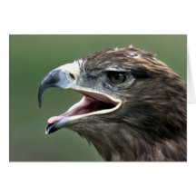 Golden Eagle, (Aquila chrysaetos) Greeting Cards