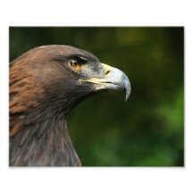 Golden Eagle Aquila Chrysaetos Photo
