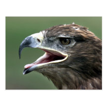 Golden Eagle, (Aquila chrysaetos) Postcards