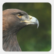 Golden Eagle Aquila Chrysaetos Stickers