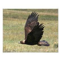 Golden Eagle in Flight 11x14 horizontal Photographic Print
