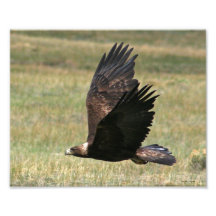 Golden Eagle in Flight 8x10 horizontal Photographic Print