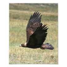 Golden Eagle in Flight 8x10 Photo Art