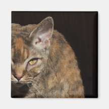 Golden Eye Cat Magnet