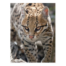 Golden Eyes Postcard