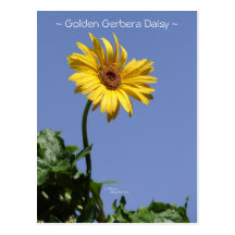 Golden gerbera daisy Postcard