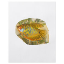 Golden Gourami Side View Saturated Aquarium Fish