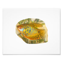 Golden Gourami Side View Saturated Aquarium Fish