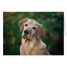 Golden Lab Card