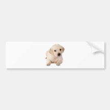 Golden Labrador Puppy Bumper Sticker