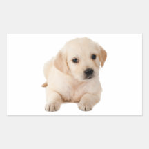 Golden Labrador Puppy Rectangular Stickers