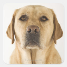 Golden Labrador Retriever (Canis familiaris). Square Stickers