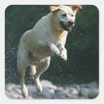 Golden Labrador Retriever jumping into river Square Stickers