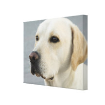 Golden Labrador Retriever Photograph Canvas Print