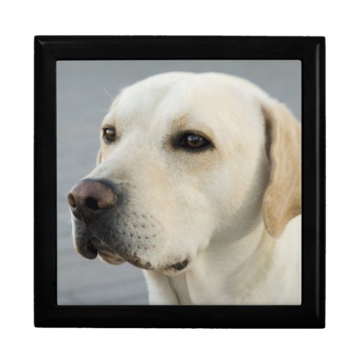 Golden Labrador Retriever Photograph Jewelry Box