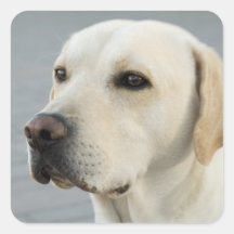 Golden Labrador Retriever Photograph Sticker
