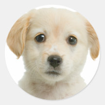 Golden Labrador Retriever Puppy Stickers