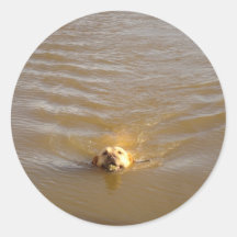 Golden  Labrador Retriever Sticker