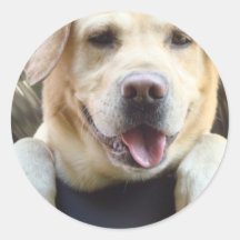Golden Labrador Retriever Stickers