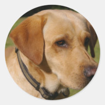 Golden Labrador Round Sticker