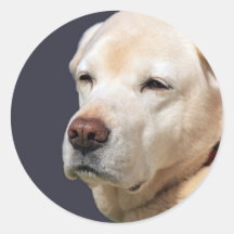 golden labrador stickers