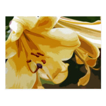 Golden Lillies Postcards