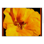 GOLDEN LION NASTURTIUM cards