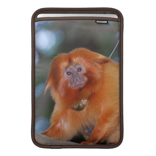 Golden Lion Tamarin 11" MacBook Sleeve