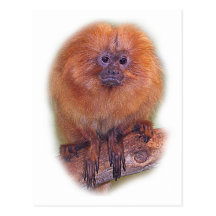 Golden Lion Tamarin, Golden Marmoset Monkey Brazil Postcards