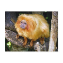 Golden Lion Tamarin Postcards