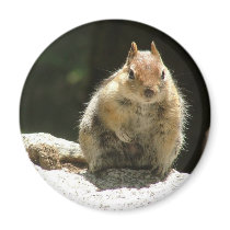 Golden mantled ground squirrel refrigerator magnets