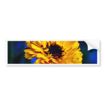 Golden Marigold and meaning Bumper Sticker