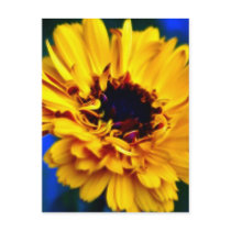 Golden Marigold and meaning Postcards
