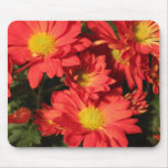 Golden,orange colour daisy flowers. mouse pad