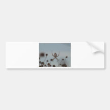 Golden Orb Spider Bumper Stickers