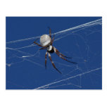 Golden Orb Spider Post Card