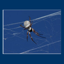Golden Orb Spider postcards