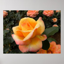 Golden Peach Posters
