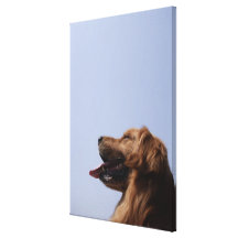 Golden Retriever 11 Gallery Wrap Canvas