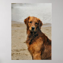 Golden Retriever Art Gifts Poster