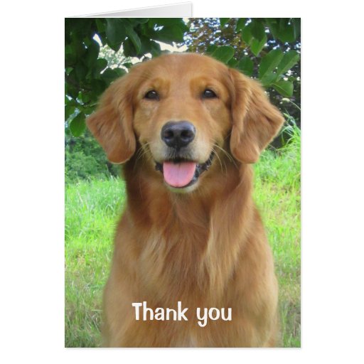 Golden Retriever Beauty Thank you Greeting Card Zazzle
