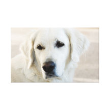 Golden Retriever Stretched Canvas Print