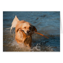 Golden Retriever Cards
