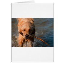 Golden Retriever Cards