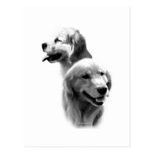 Golden Retriever Charcoal 2 Postcard