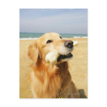 Golden Retriever eating bone Post Card